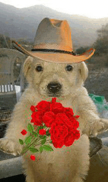 the dog is wearing a cowboy hat and holding a bouquet of red roses .