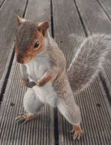 Squirrel A Bizarre Day GIF