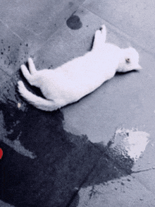 a white cat is laying on its back in a puddle of water