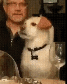 a dog wearing a collar with a tag that says ' l ' on it