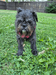a small black dog wearing a pink collar stands in the grass