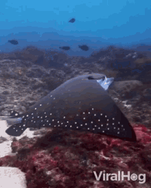 Stingray Magical GIF - Stingray Magical Fying In The Sea GIFs