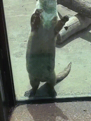 laughing otter gif