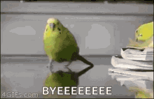 Running Parrot GIF - Running Parrot Bye GIFs