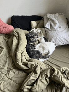 a small dog laying on a bed with a blanket