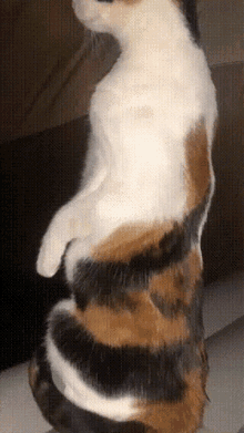Cat Bonnie GIF - Cat Bonnie Standing Up Cat GIFs