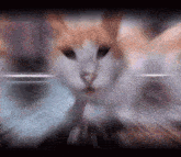 Cat Meme GIF - Cat Meme Goofy Ahh GIFs