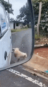 a dog is walking down the street next to a car