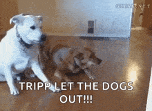 a couple of dogs standing next to each other on a wooden floor with the words tripp let the dogs out .