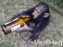 drinking drunk beer booze monkey