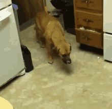 The Dogs Action GIF - The Dogs Action GIFs