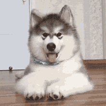 a husky puppy is laying down on the floor with its tongue out .