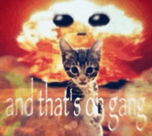 a cat in front of an explosion with the words and that 's on gang