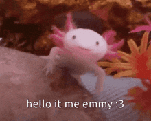 Axolotl Emma GIF - Axolotl Emma GIFs
