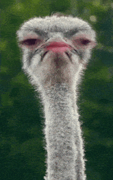 a close up of an ostrich 's head with its eyes closed
