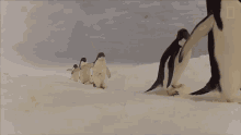 Nearly Six Million Penguins Were Estimated In A New Study National Geographic GIF