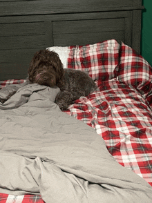 a dog laying on top of a bed with plaid sheets