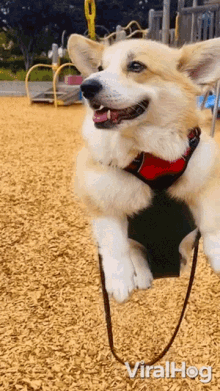A Dog On A Swing Viralhog GIF - A Dog On A Swing Viralhog A Dog Rides A Swing GIFs