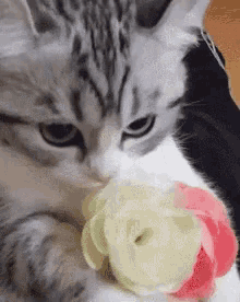 猫咪 可爱 花朵 GIF - Cute Flower Kitten GIFs