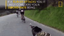 if a turkey attacks you it likely considers you a subordinate being national geographic chasing run move fast
