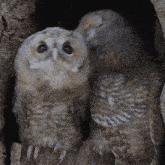 Pecking Tawny Owl GIF - Pecking Tawny Owl Robert E Fuller GIFs