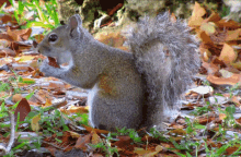 Squirrel Eating GIF