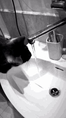 Cat Water GIF - Cat Water Cats GIFs