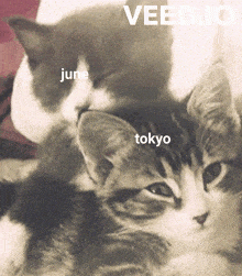June And Tokyo Hugging GIF - June And Tokyo Hugging Cute Cats Hugging GIFs