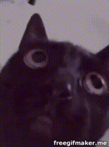 Fetch Me Their Soul Cat Zombie GIF - Fetch Me Their Soul Cat Zombie Zombie  Cat - Discover & Share GIFs