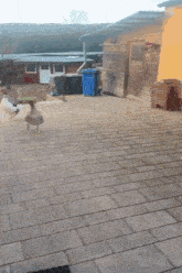three ducks are walking on a brick patio with a blue trash can in the background