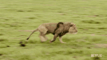 Running Animals On The Loose GIF - Running Animals On The Loose Chasing GIFs