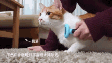 貓家大掃除 How To Properly Clean Cats Up GIF - 細菌germ GIFs