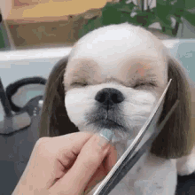 puppy dog grooming aww cute