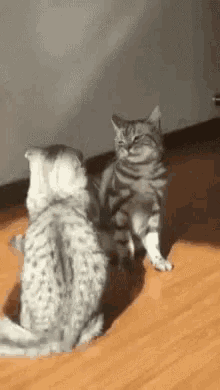 Ha Cat Fight GIF - Ha Cat Fight GIFs