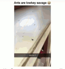 Ant Matanza GIF - Ant Matanza Savage GIFs