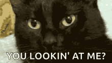 Looking Black Cat GIF - Looking Black Cat Cat GIFs