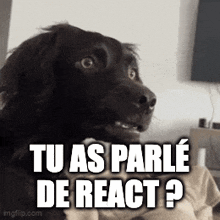 a dog with a surprised look on its face and the words tu as parle de react ?
