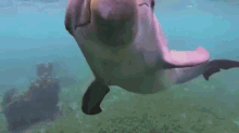 Cutie Pie Dolphin GIF - Dolhpin Shout Smile GIFs