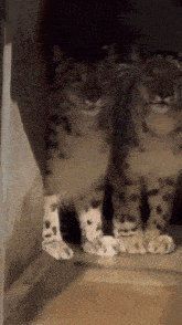 two snow leopards are standing next to each other in a room