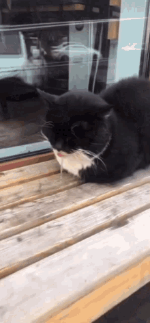 a black cat is laying on a wooden bench