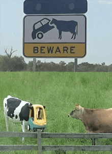 two cows standing next to a beware sign