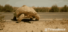 Briarpatch Tv Residence GIF - Briarpatch Tv Residence Turtle GIFs