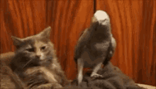 Cat Parrot GIF