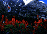 a man stands in a field of red flowers with a flag behind him
