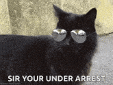 Cat Sunglasses GIF - Cat Sunglasses GIFs