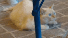 Cat Pussy GIF - Cat Pussy Look GIFs