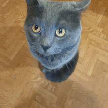 a close up of a cat 's face looking up at the camera