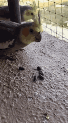 Cockatiel Eating GIF - Cockatiel Eating Sunflower Seeds GIFs