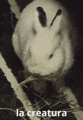 a painting of a rabbit with the word la creature underneath it