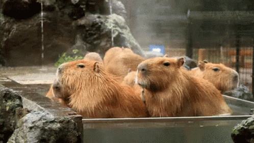 Capybara Giving Monkeys a PiggyBack Ride monkey capybara ride piggy  back HD wallpaper  Peakpx